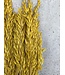 Yellow dried oats | Yellow Avena dried flowers | Length 70 centimetres | Order per bunch