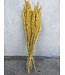 Yellow dried oats | Yellow Avena dried flowers | Length 70 centimetres | Order per bunch