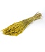 Yellow dried oats | Yellow Avena dried flowers | Length 70 centimetres | Order per bunch