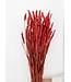 Blé rouge séché | Triticum rouge fleurs séchées | Longueur ± 70 centimètres | Commande par botte