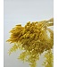 Yellow Broom Bloom fleurs séchées | Longueur 45 - 55 centimètres | Commander par bouquet