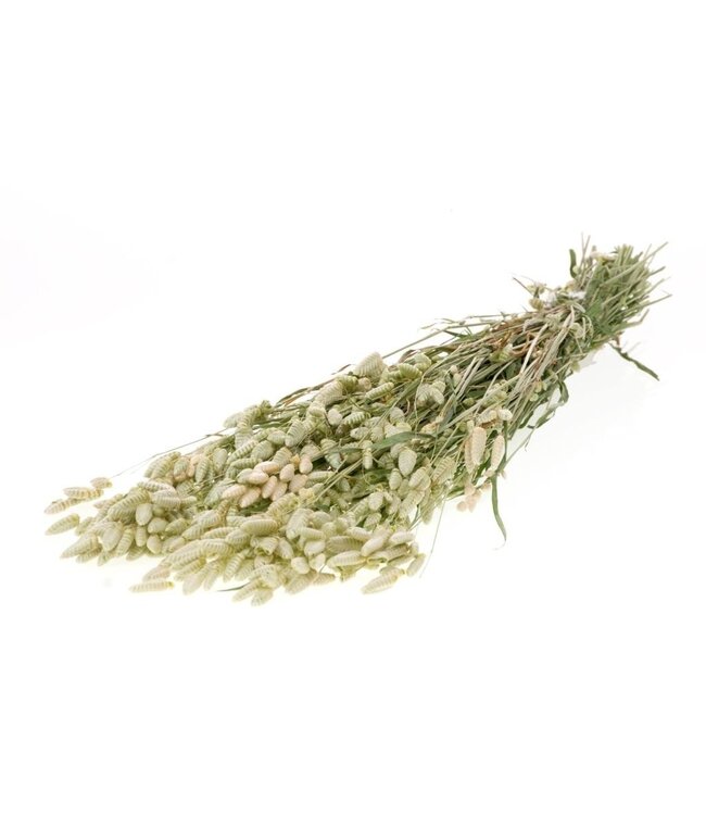 Natürliche getrocknete Briza Maxima Blumen | Länge 65 cm | Bestellung pro Strauß