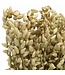 Natürliche getrocknete Briza Maxima Blumen | Länge 65 cm | Bestellung pro Strauß