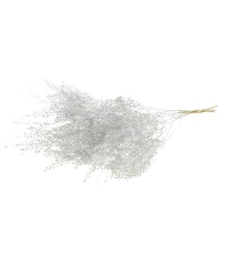 MyFlowers Silver dried Garden Cress | Silver Lepidium dried flowers | Length ± 50 centimetres | Order by bunch