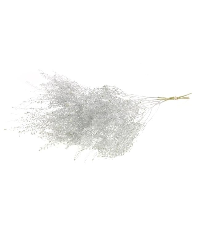 Silver dried Garden Cress | Silver Lepidium dried flowers | Length ± 50 centimetres | Order by bunch
