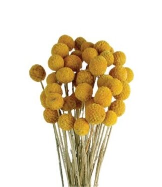 Casa Alegria Craspedia séchée jaune naturelle | Fleurs séchées Craspedia | Longueur 50 centimètres | 40 tiges par bouquet | Par bouquet