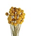Natural Yellow Dried Craspedia | Craspedia Dried Flowers | Length 50 centimetres | 40 stems per bunch | Available per bunch