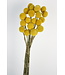 Natural Yellow Dried Craspedia | Craspedia Dried Flowers | Length 50 centimetres | 40 stems per bunch | Available per bunch