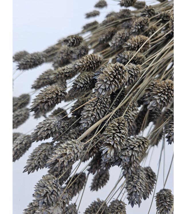 Grey Misty dried canary grass | Grey Misty Phalaris dried flowers | Length ± 65 cm | Order per bunch