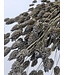 Grey Misty dried canary grass | Grey Misty Phalaris dried flowers | Length ± 65 cm | Order per bunch
