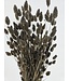 Grey Misty dried canary grass | Grey Misty Phalaris dried flowers | Length ± 65 cm | Order per bunch