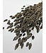 Grey Misty dried canary grass | Grey Misty Phalaris dried flowers | Length ± 65 cm | Order per bunch