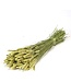 Blé vert séché naturel | Fleurs séchées de Triticum naturel | Longueur 70 centimètres | Commande par bouquet