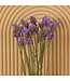 Lilas Statice Sinuata fleurs séchées | Longueur ± 70 centimètres | Commande par bouquet