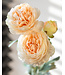 Champagnekleurige Ranonkel zijden bloem "Champagne Ranunculus" | Tak met 3 bloemen | Lengte 50 centimeter | Per tak te bestellen