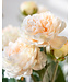Champagnekleurige Ranonkel zijden bloem "Champagne Ranunculus" | Tak met 3 bloemen | Lengte 50 centimeter | Per tak te bestellen