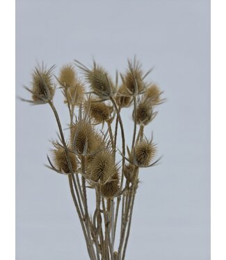 MyFlowers Chardons Dipsacus séchés naturels | Chardons naturels ou Chardons cardères | Longueur 70 centimètres | Par bouquet