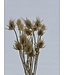 Chardons Dipsacus séchés naturels | Chardons naturels ou Chardon | Longueur 70 centimètres | À commander par bouquet