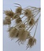 Chardons Dipsacus séchés naturels | Chardons naturels ou Chardon | Longueur 70 centimètres | À commander par bouquet
