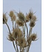 Chardons Dipsacus séchés naturels | Chardons naturels ou Chardon | Longueur 70 centimètres | À commander par bouquet
