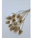 Dried natural Dipsacus thistles | Natural Teasel or Chardon thistles | Length 70 centimetres | Available per bunch