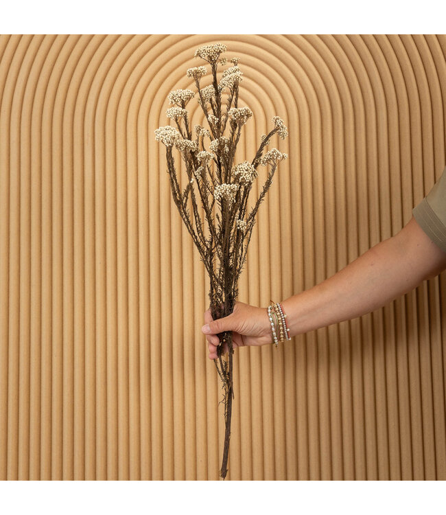 Naturel blanc avec fleurs de riz séchées | Longueur 65 centimètres | À commander par bouquet