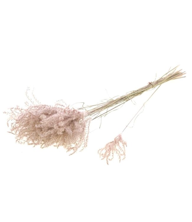 Fluffy reed grass natural pink dried flowers | Length ± 60 cm | Available per bunch