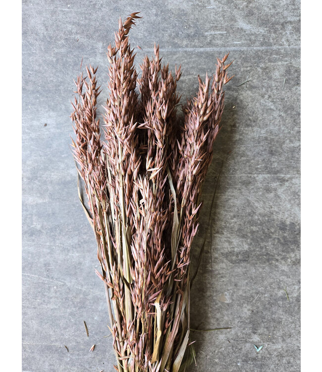 Avoine brune séchée | Avena fleurs séchées | Longueur 65 centimètres | Commande par pièce