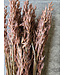 Avoine brune séchée | Avena fleurs séchées | Longueur 65 centimètres | Commande par pièce