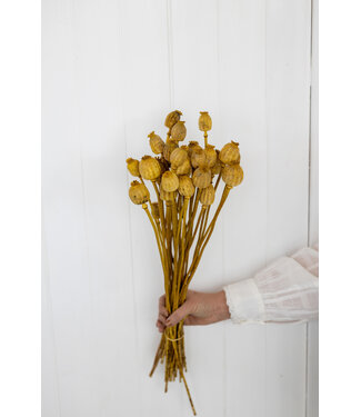 MyFlowers Sleeping Globe jaune séché | Papaver Somniferum jaune fleurs séchées | Longueur ± 65 centimètres | Par bouquet