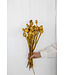 Sleeping Globe jaune séché | Papaver Somniferum jaune fleurs séchées | Longueur ± 65 centimètres | Commande par bouquet