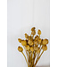 Sleeping Globe jaune séché | Papaver Somniferum jaune fleurs séchées | Longueur ± 65 centimètres | Commande par bouquet