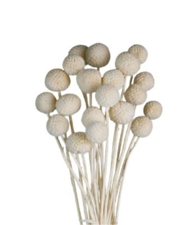 Craspedia blanchie | Craspedia fleurs séchées | Longueur 50 centimètres | 20 tiges par bouquet | À commander par bouquet