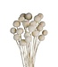 Wit gebleekte Craspedia droogbloemen | Lengte 50 centimeter | 20 stuks | Per bos te bestellen