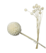 Craspedia blanchie | Craspedia fleurs séchées | Longueur 50 centimètres | 20 tiges par bouquet | À commander par bouquet