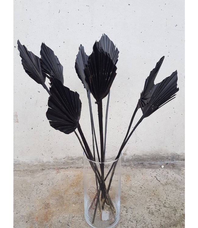 Feuille de palmier séchée noire | Lance de palmier noire fleurs séchées | Longueur ± 45 cm | Commande par 5 branches