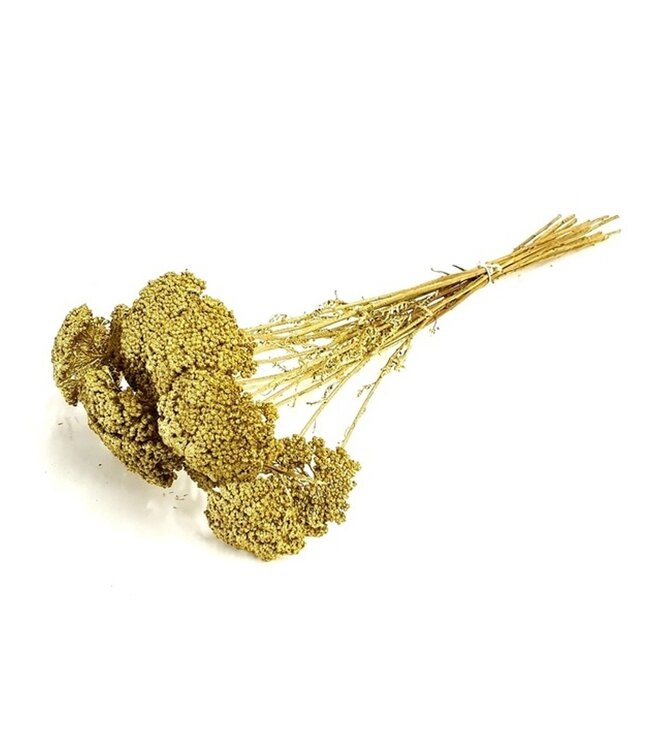 Goudkleurig gedroogd Duizendblad | Goudkleurige Achillea Parker droogbloemen | 10 stelen per bos | Lengte 65 centimeter