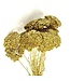 Goudkleurig gedroogd Duizendblad | Goudkleurige Achillea Parker droogbloemen | 10 stelen per bos | Lengte 65 centimeter