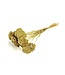 Goudkleurig gedroogd Duizendblad | Goudkleurige Achillea Parker droogbloemen | 10 stelen per bos | Lengte 65 centimeter