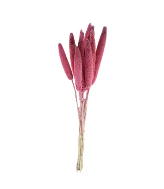 MyFlowers Getrocknete rosa Babala | Perlhirse Trockenblumen | Länge ± 75 Zentimeter | Pro 10 Stück