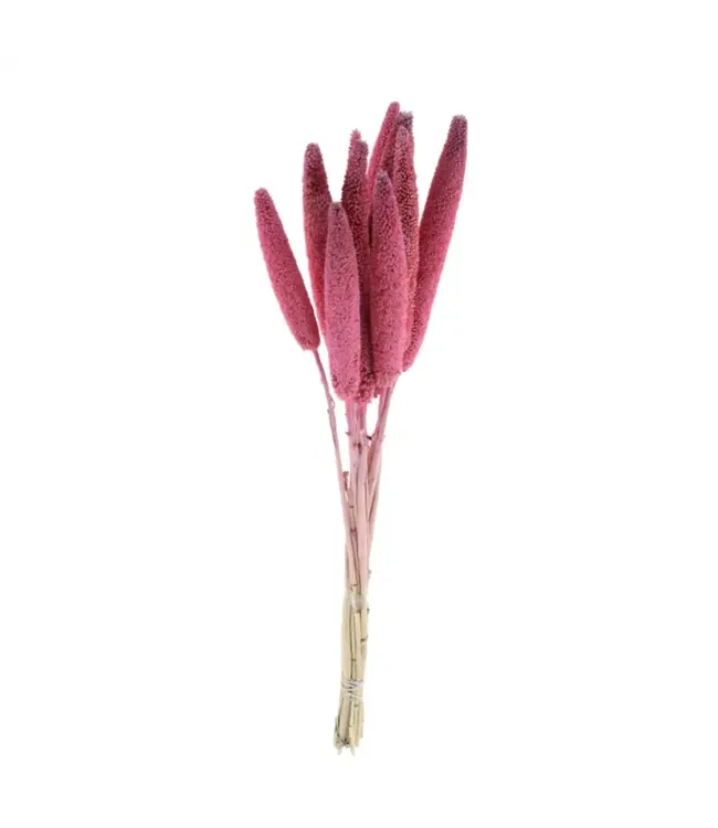 Getrocknete rosa Babala | Perlhirse Trockenblumen | Länge ± 75 Zentimeter | Pro 10 Stück zu bestellen