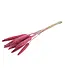 Getrocknete rosa Babala | Perlhirse Trockenblumen | Länge ± 75 Zentimeter | Pro 10 Stück zu bestellen