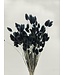 Fleurs séchées de Phalaris noir | Longueur 65 centimètres | Commande par bouquet