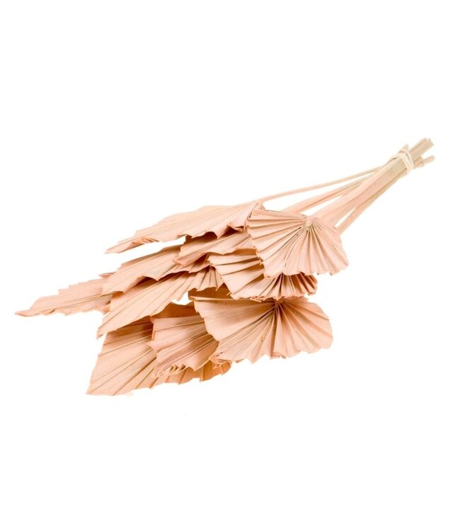 Coral Misty dried Palm leaf | Coral-coloured Palm Spear dried flowers | Length ± 45 cm | Order per 10 branches