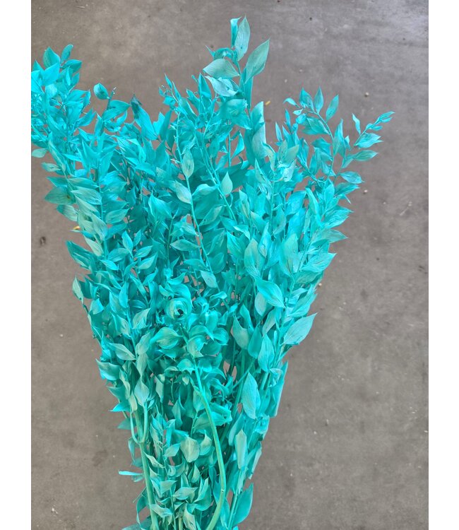Aqua blue Ruscus dried flowers | Length 70 - 80 centimetres | Available per bunch of 10 - 12 stems