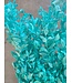 Fleurs séchées Ruscus bleu aqua | Longueur 70 - 80 centimètres | À commander par bouquet de 10 - 12 branches