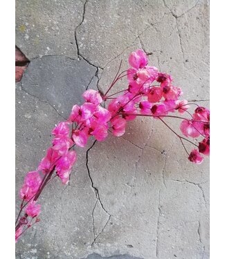 MyFlowers Branche de Bougainvillier séchée de couleur cerise | Longueur 45 centimètres | Commande par branche