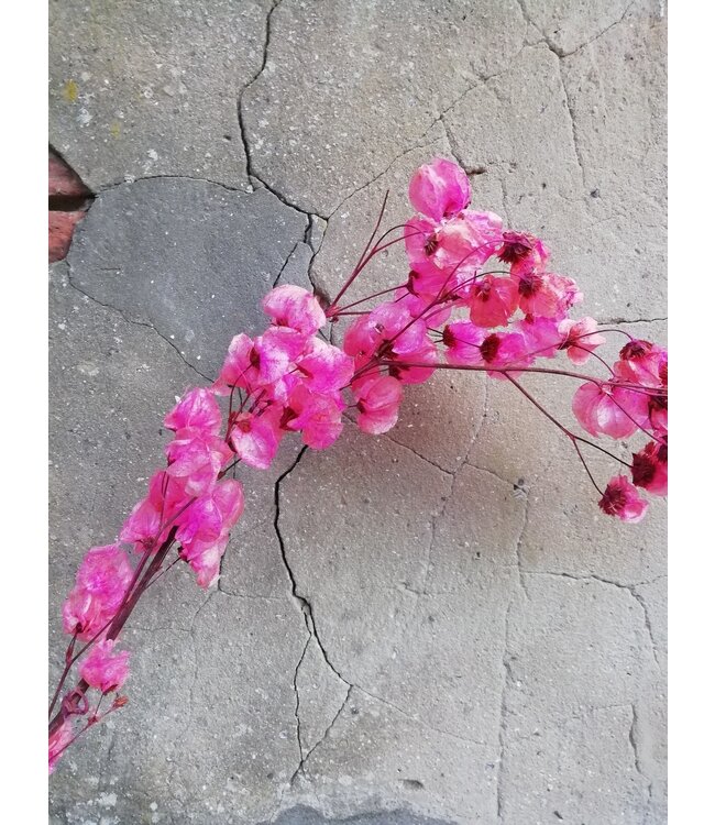 Cherry-coloured dried Bougainvillea branch | Length 45 centimetres | Order per branch