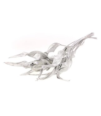 MyFlowers Silver dried Bird of Paradise flower | Silver Strelitzia dried flowers | Length ± 70 centimetres | Per 10 branches