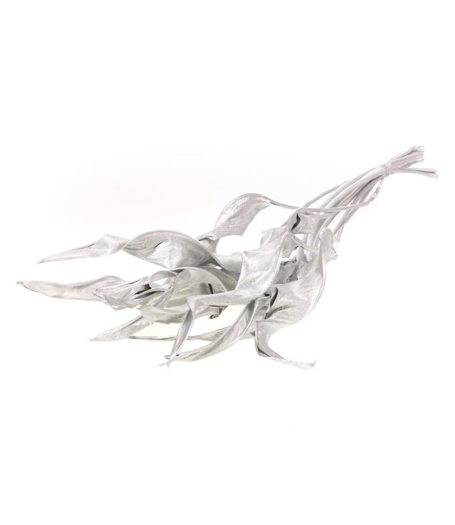 Silver dried Bird of Paradise flower | Silver Strelitzia dried flowers | Length ± 70 centimetres | Packed per 10 branches